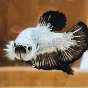Betta Plakat (Male)