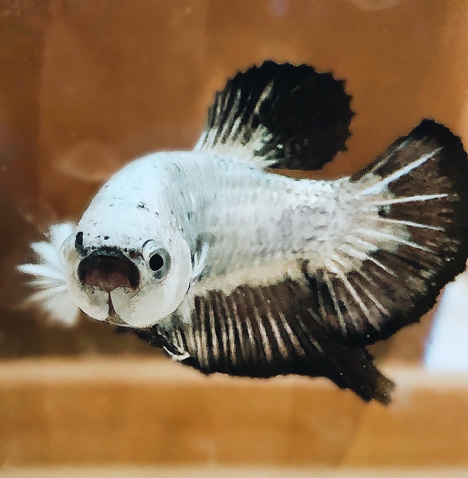 Betta Plakat (Male)
