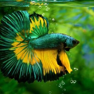 Betta Dragon Tail