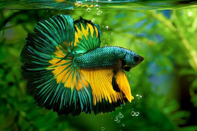 Betta Dragon Tail