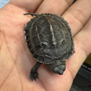 Black Necked Pond Turtle