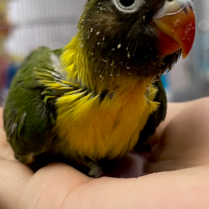 Lovebird Ficher's (Black-Masked baby Hand-Tamed)