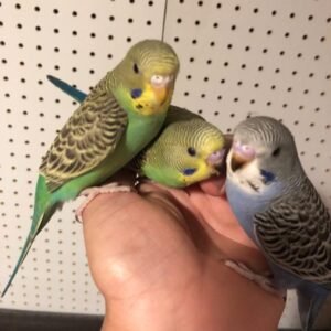 Fancy Budgie