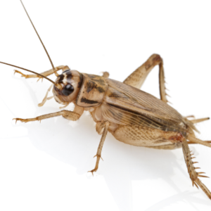 Bugs