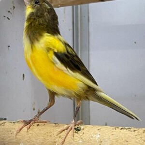 Canary (American Singer)