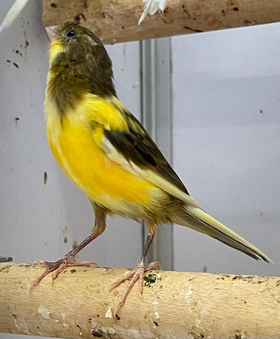 Canary (American Singer)