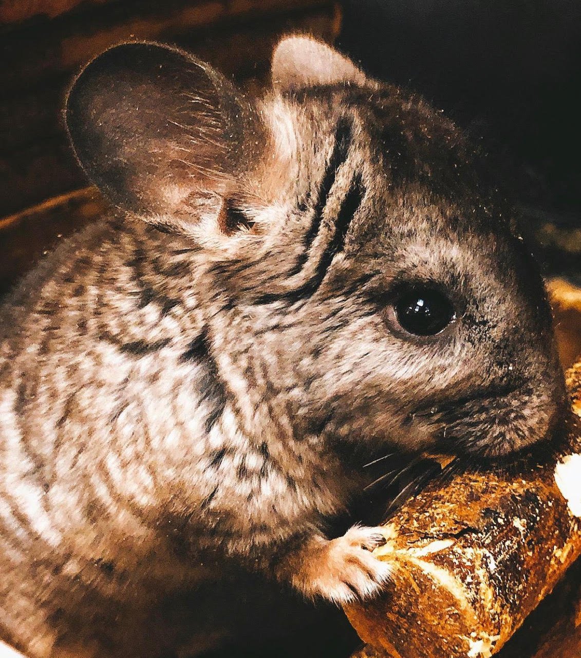 Baby Chinchilla - Image 2
