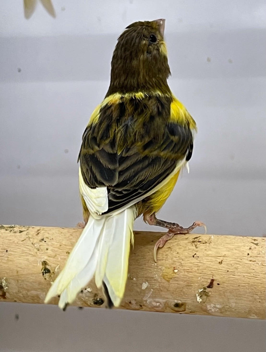 Canary (American Singer) - Image 7