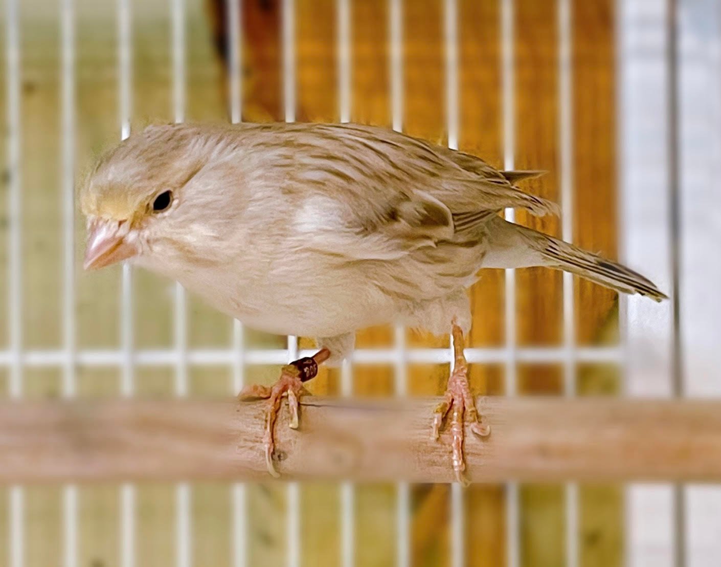 Canary (American Singer) - Image 8
