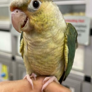 Baby Conure (Pineapple Turquoise Blue)