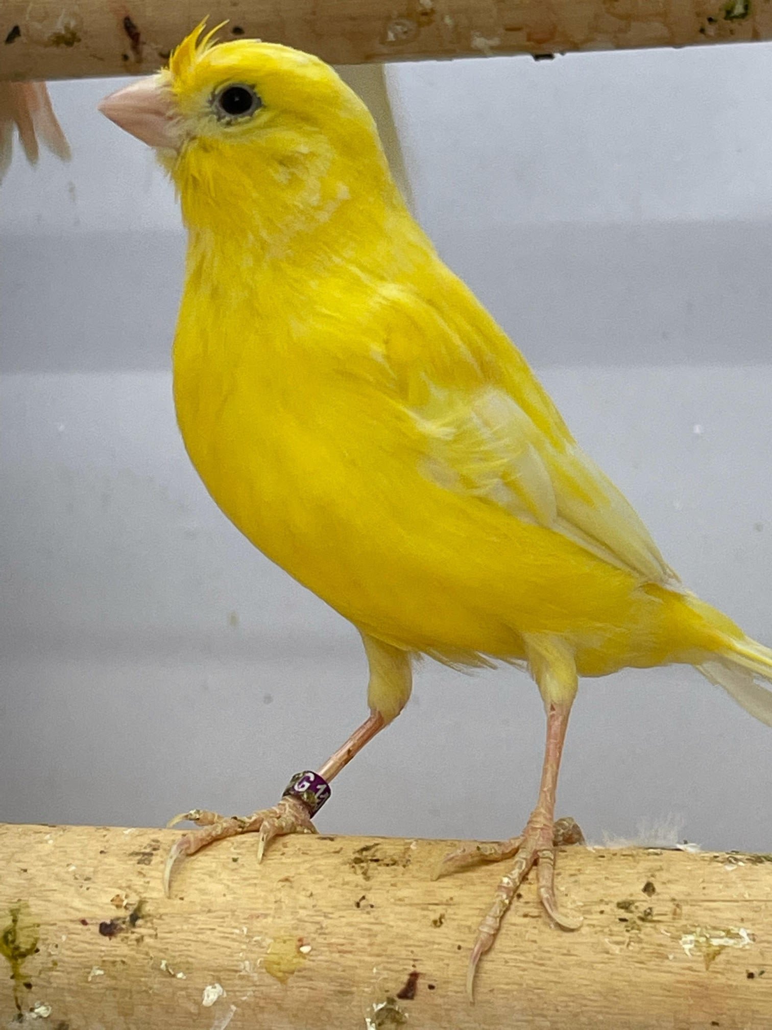 Canary (American Singer) - Image 2