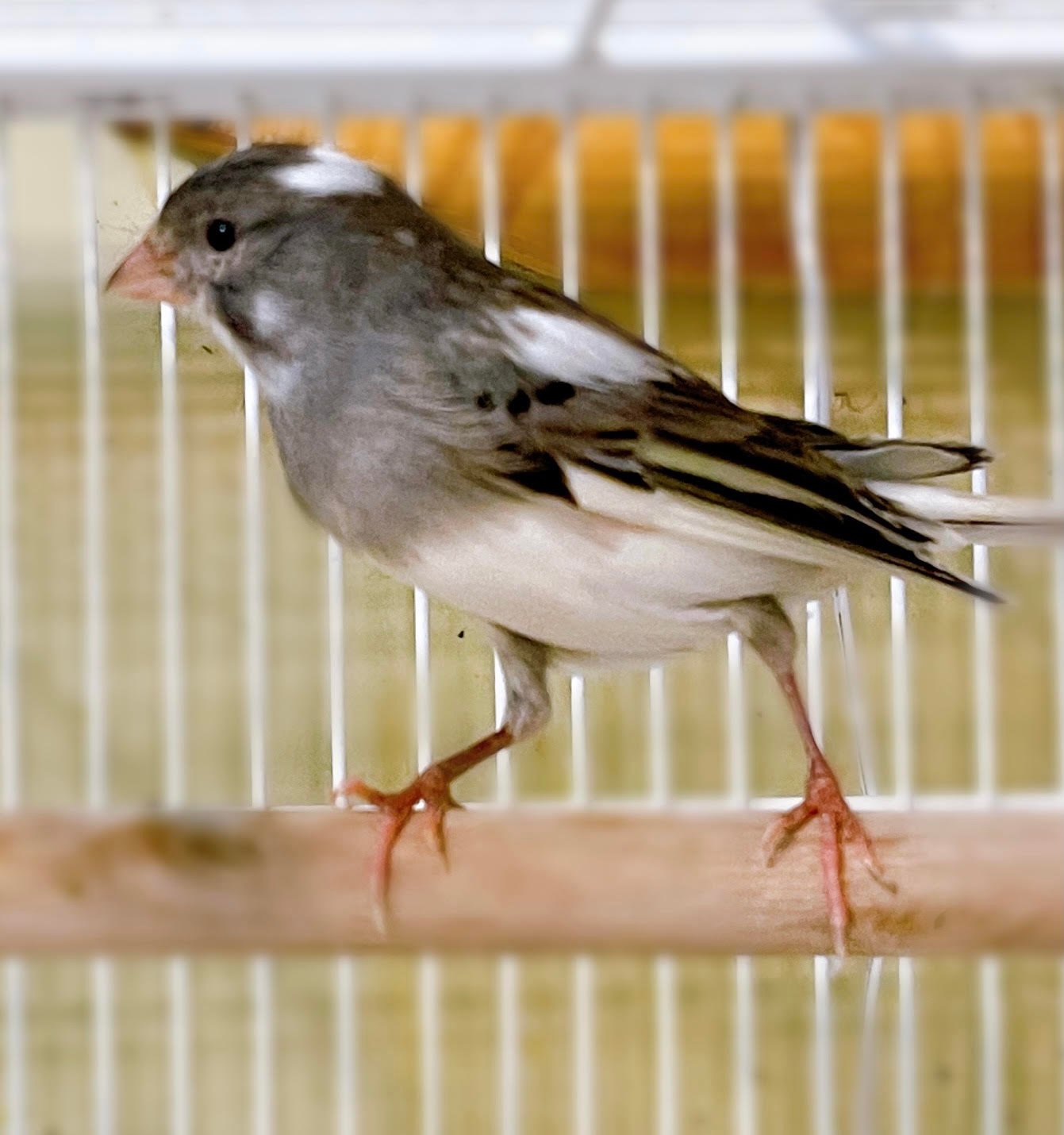 Canary (American Singer) - Image 9