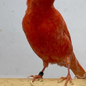 Canary (American Singer) Red Factor