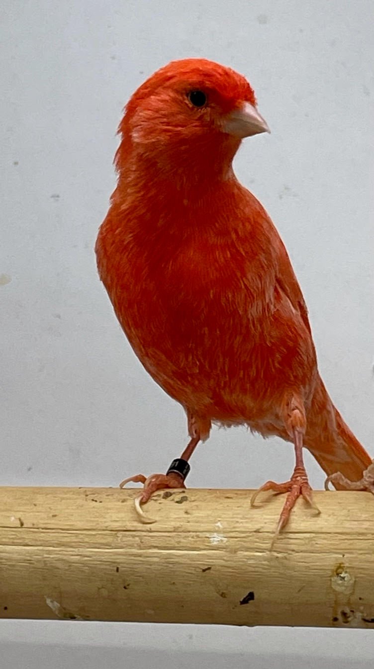 Canary (American Singer) Red Factor