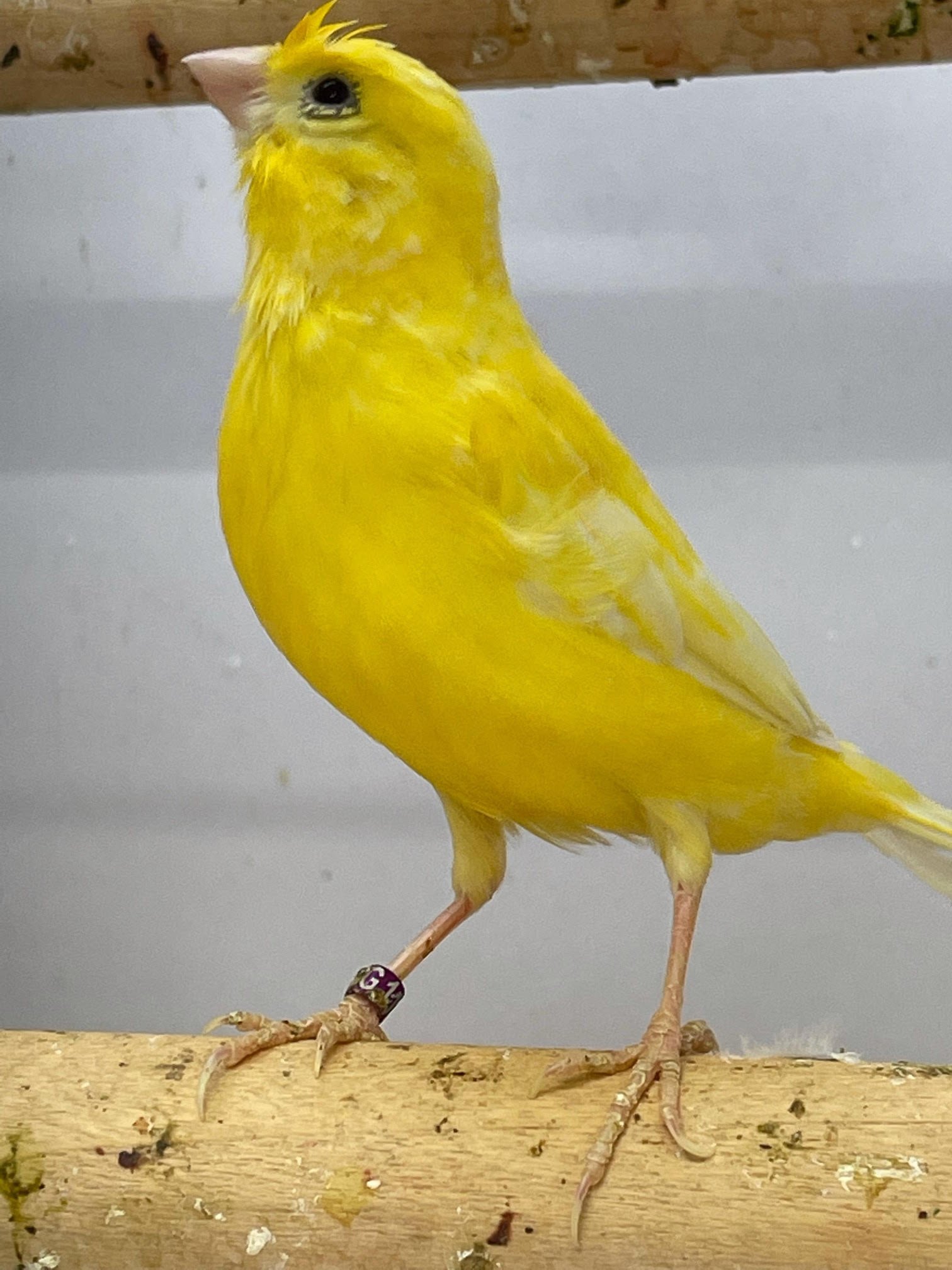 Canary (American Singer) - Image 12