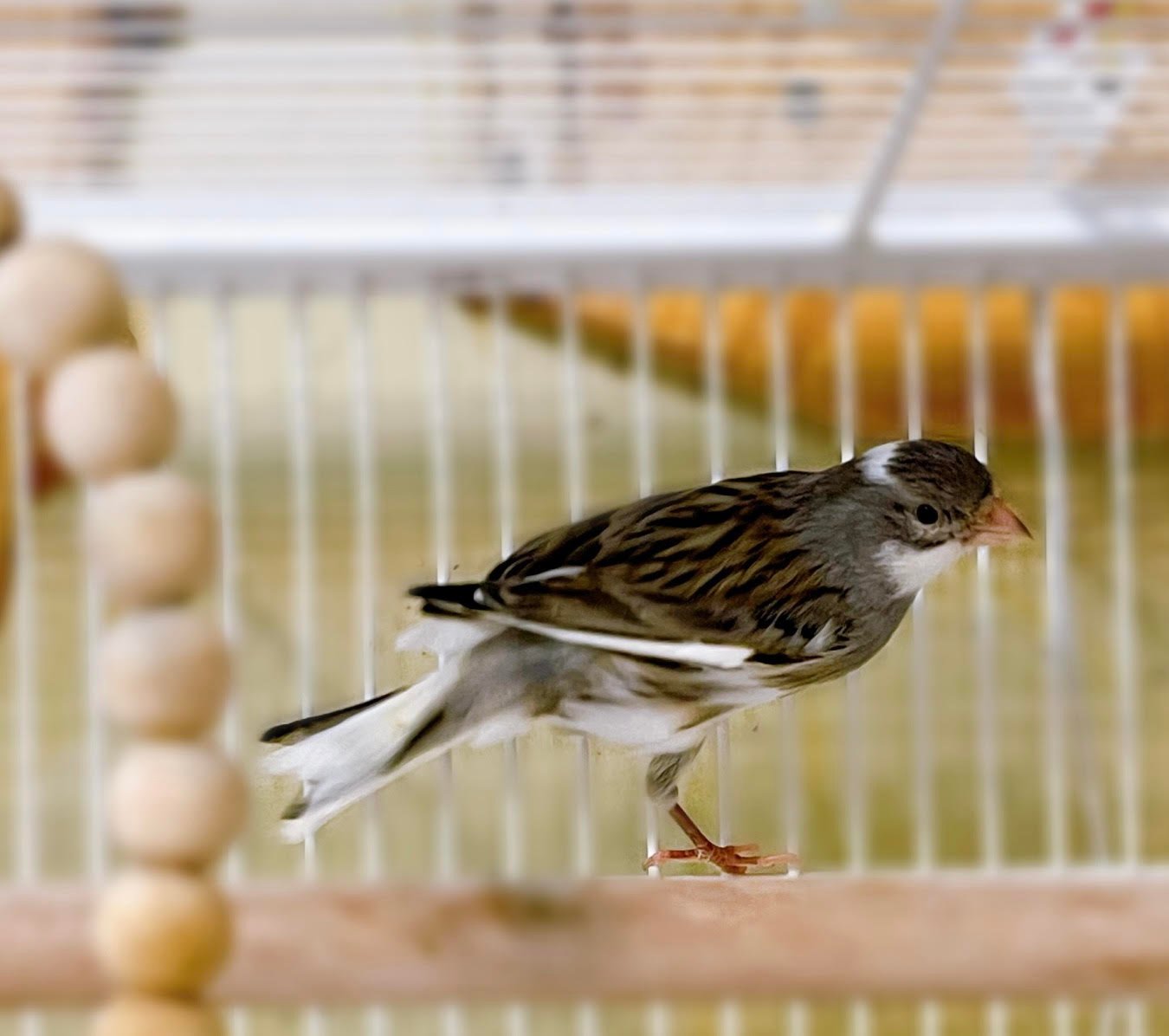 Canary (American Singer) - Image 10