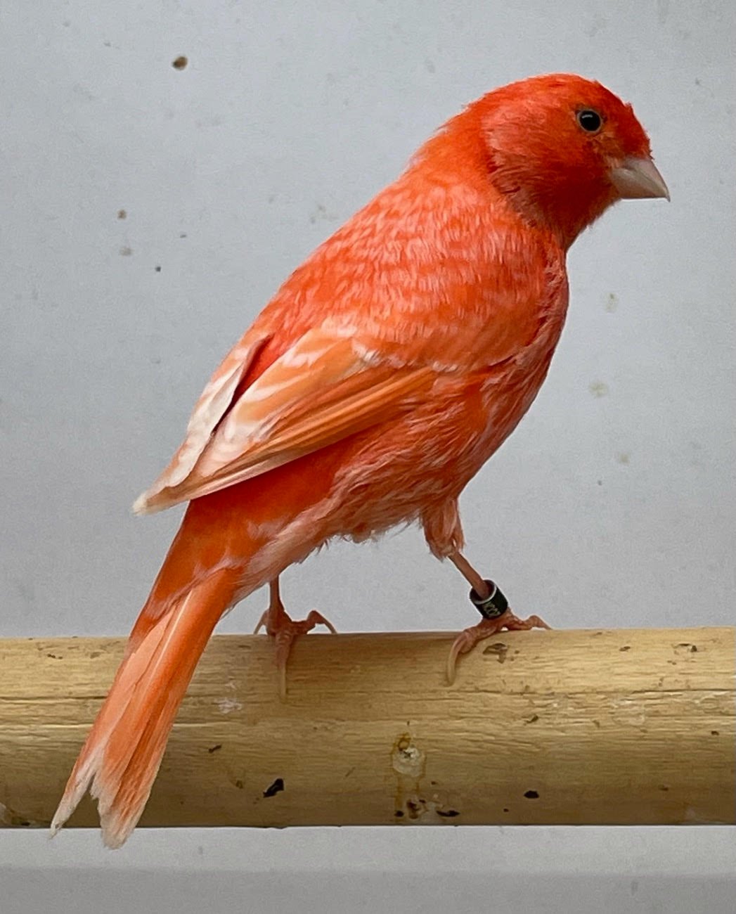 Canary (American Singer) Red Factor - Image 7