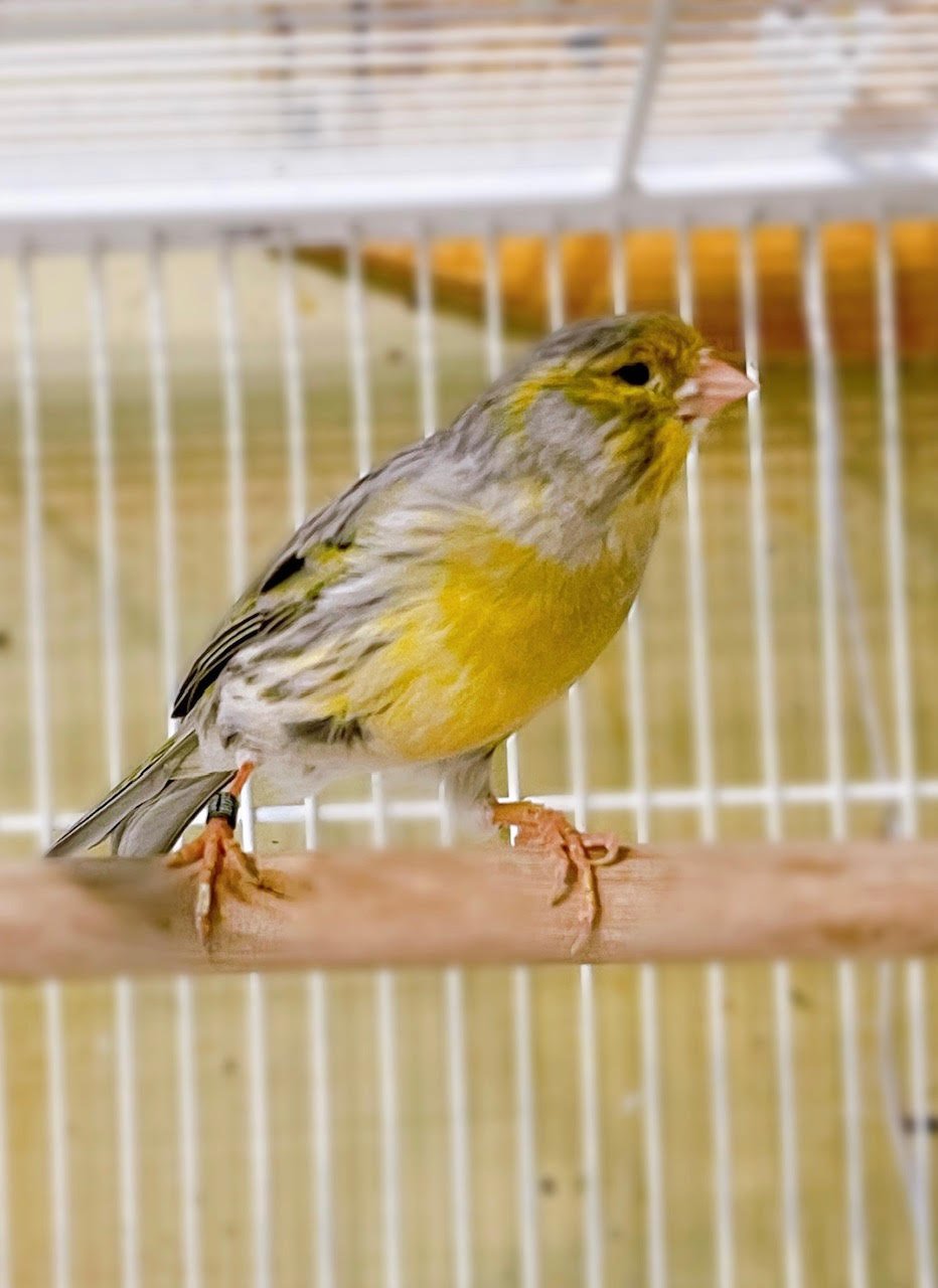 Canary (American Singer) - Image 5