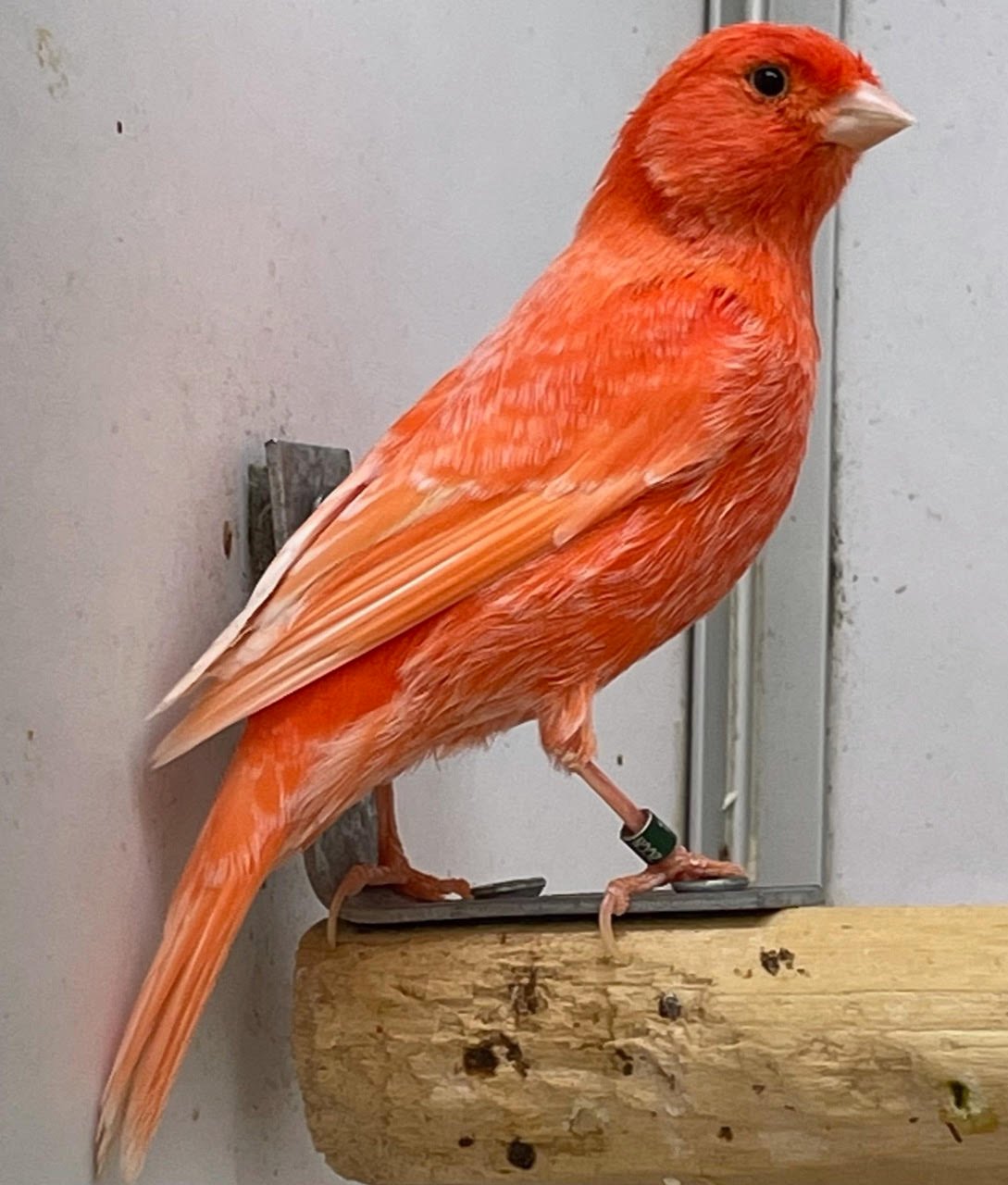 Canary (American Singer) Red Factor - Image 2