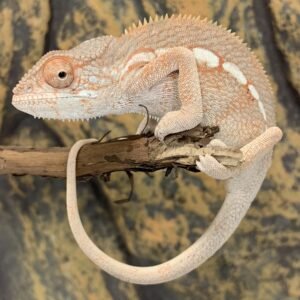 CHAMELEON 0.1 NOSY MITSIO PANTHER