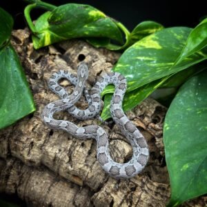CORNSNAKE CINDER