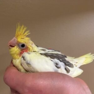 Baby Cockatiel (Pied)