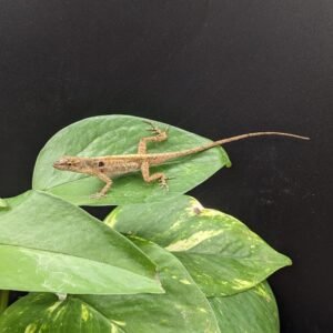 ANOLE COPPER