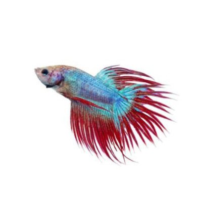 FISH CROWNTAIL BETTA