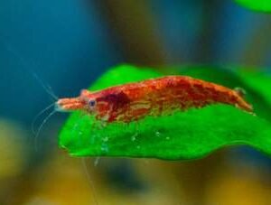 Shrimp Cherry