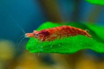Shrimp Cherry