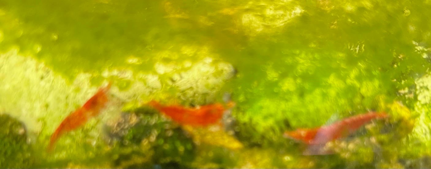 Shrimp Cherry - Image 3