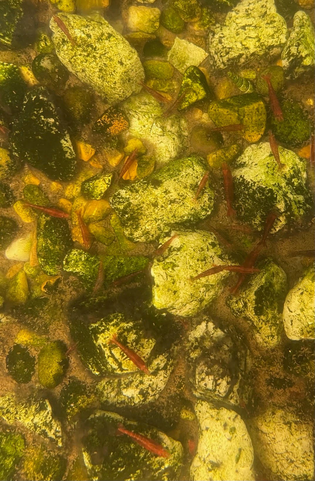 Shrimp Cherry - Image 4