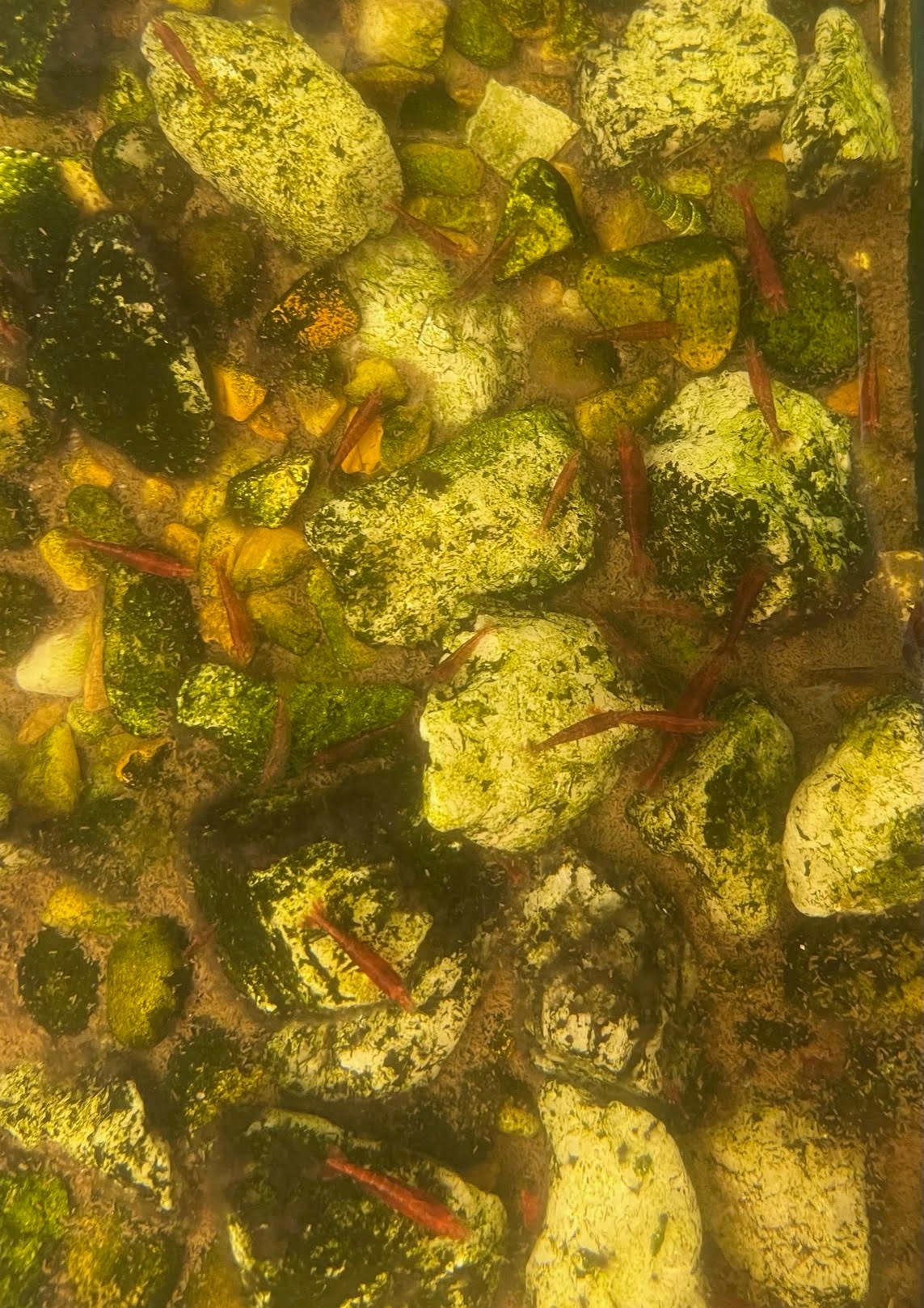 Shrimp Cherry - Image 5