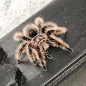 Brachypelma albopilosum
