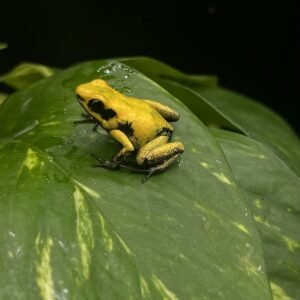 FROG DART GOLDEN