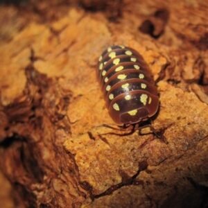 Armadilllidium Klugii Dubrovnik Mix (10+)