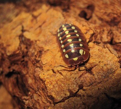 Armadilllidium Klugii Dubrovnik Mix (10+)