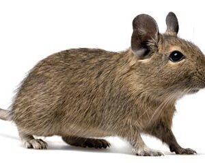 Degu Fancy