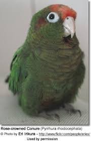 Baby Conure (Rose Crowned)