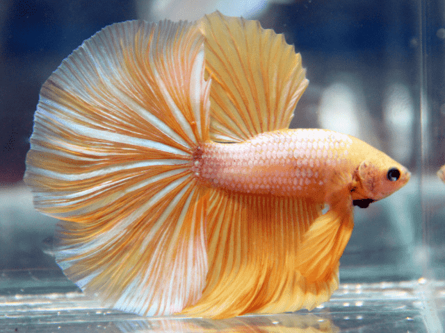 Betta Dragon Tail - Image 2