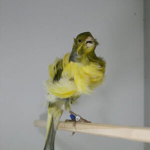 Canary Dutch Frill
