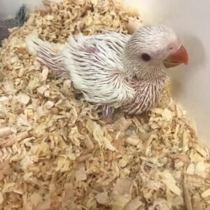 Baby  Indian Ringneck (Albino)