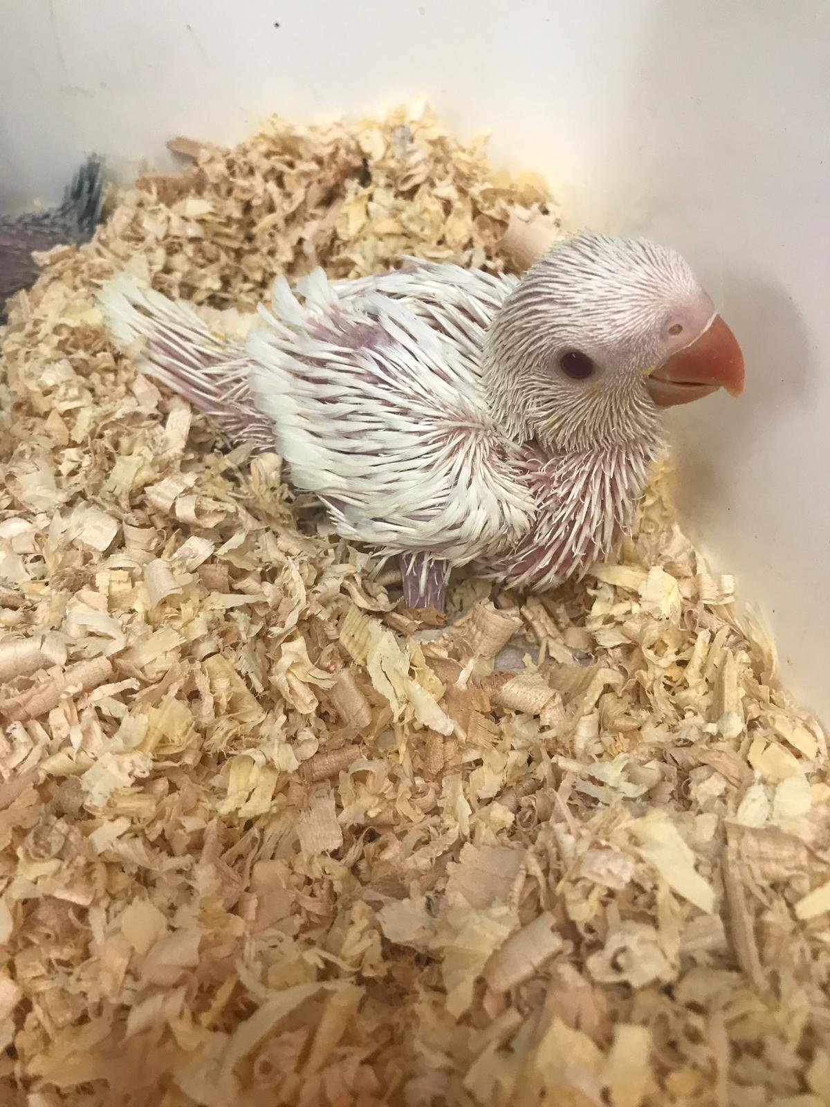 Baby Indian Ringneck (Albino)