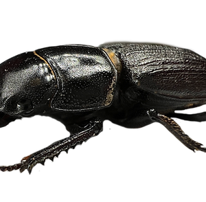 Dorcus Parallelus