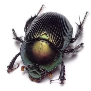 Geotrupes Splendidus
