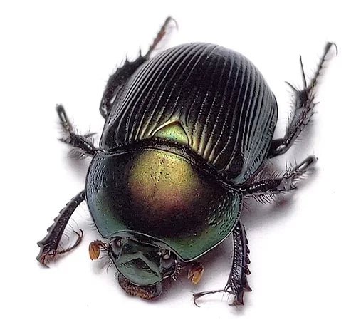 Geotrupes Splendidus