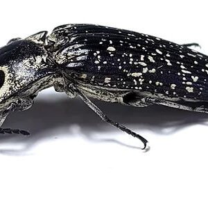 Alaus Oculatus