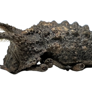 Bolitotherus Cornutus