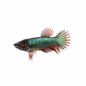 FISH FEMALE BETTA