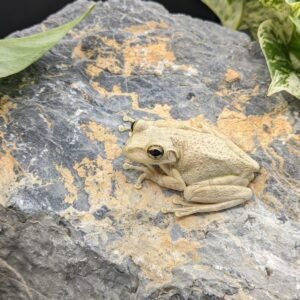 FROG CUBAN TREE